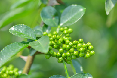 花椒树照片