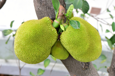 菠萝蜜 菠萝蜜 波罗蜜