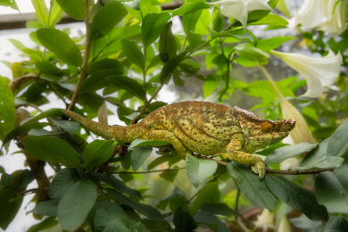 非洲马达加斯加国家公园的国王变色龙