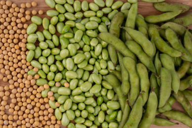 大豆,毛豆和黄豆 毛豆