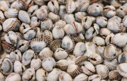 血蛤 血蛤 血钳 海鲜