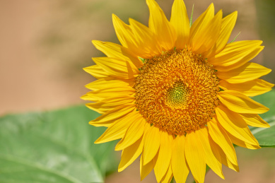 一朵漂亮的向日葵 向日葵