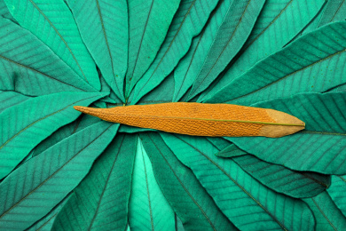 叶子静物特写