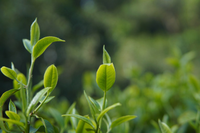 雨林中的古茶树