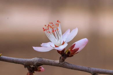 美丽的桃花照片