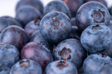 蓝莓 乌饭果 蓝草莓
