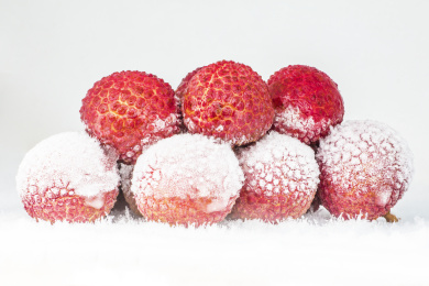 冰冻荔枝 荔枝 树