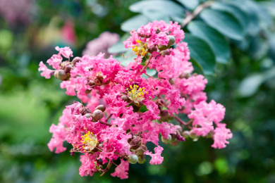 一枝紫薇花 叶子 图片