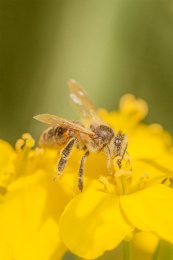 黄色油菜花上的小蜜蜂