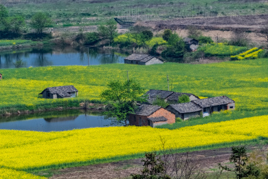 安徽省芜湖市响水涧油菜花田园乡村自然景观 