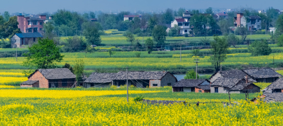 安徽省芜湖市响水涧油菜花田园乡村自然景观