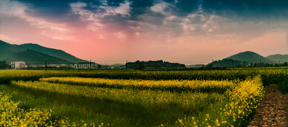安徽省芜湖市响水涧油菜花田园乡村自然景观 