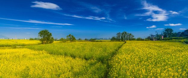 安徽省芜湖市响水涧油菜花田园乡村自然景观