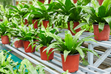 温室大棚里的绿植 植物