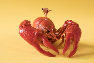 迷你小人 小龙虾 crawfish