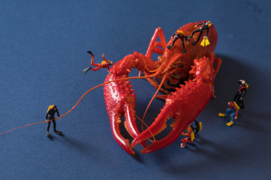 迷你小人 小龙虾 微拍小龙虾 缩微摄影小龙虾 crawfish 黄底 战斗