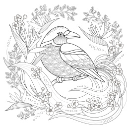 优雅长尾鸟儿与花草成人填色画