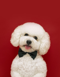 戴领结的小白狗站在红色背景前