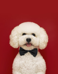 戴领结的小白狗站在红色背景前