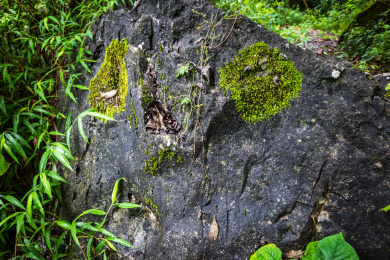山林里石壁木头上生长的地衣苔藓