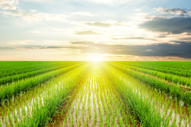 稻田天际线/农业种植背景素材