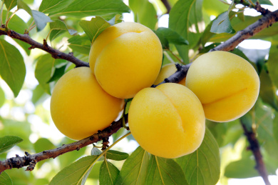 peaches on a branch against a background of green leaves.