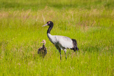 四川阿坝若尔盖草原上的黑颈鹤及幼鸟