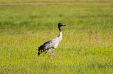 四川阿坝若尔盖草原上的黑颈鹤及幼鸟