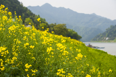 兴化千岛菜花香 古代的
