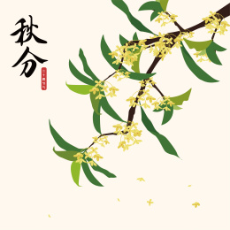 秋分桂花插图