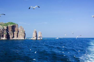 山东烟台长岛县万鸟岛和海面上成群飞翔的海鸥