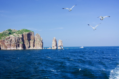 山东烟台长岛县万鸟岛和海面上成群飞翔的海鸥