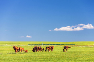 一群枣红马在蓝天白云下的大草原吃草