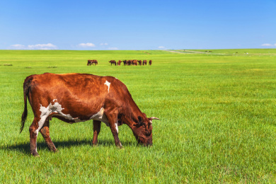 一头牛在蓝天下的大草原吃草