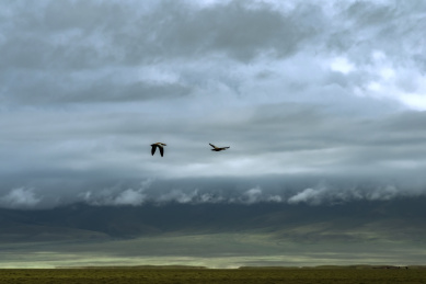草原上的飞鸟  地平线