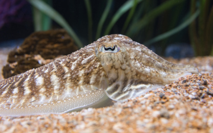 海底休憩的章鱼 海洋生物学