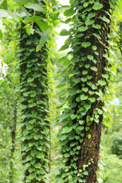 绿色的树与叶 植物群