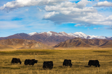 青海雪山牧场黑牛