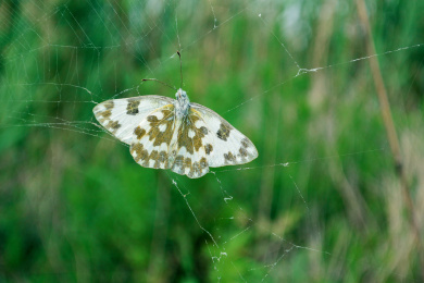 蜘蛛网与蝴蝶 蝴蝶