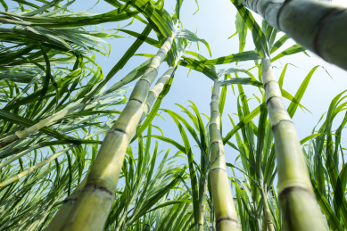 农田里长势良好的甘蔗