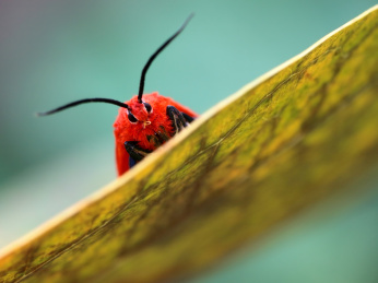 叶子上的黒端榕蛾 蛾