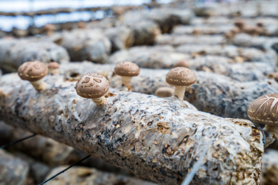香菇的生长环境图片