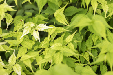 棣棠花叶子背景 棣棠花
