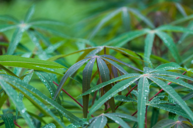 木薯叶子特写 木薯