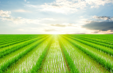 稻田天际线/农业种植背景素材