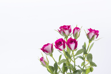 美丽的波塞尼娜玫瑰