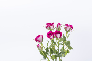 美丽的波塞尼娜玫瑰