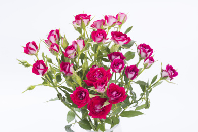 美丽的波塞尼娜玫瑰