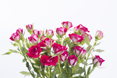 美丽的波塞尼娜玫瑰