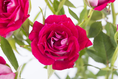 美丽的波塞尼娜玫瑰